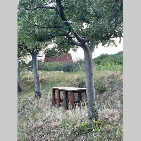 Panoramic Tranquility On Hill Of Vineyard